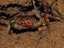 ¿Dónde habita el cangrejo de río?