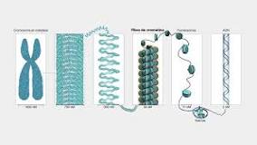 ¿Cuáles son los 4 niveles de empaquetamiento del ADN?