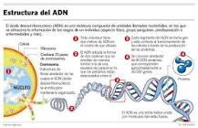 ¿Cómo se llama el ADN cuando se encuentra condensado?