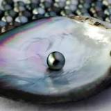 ¿Cuántas perlas se pueden encontrar en una ostra?